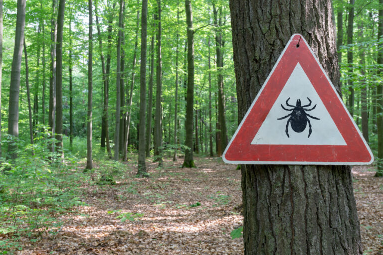 ticks tick-borne illnesses lyme disease