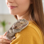 Human Risk of Infection of Salmonella from Pet Reptiles