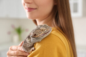 Human Risk of Infection of Salmonella from Pet Reptiles