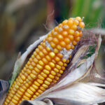 mycotoxins