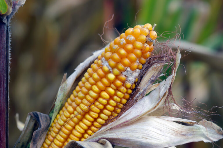 mycotoxins