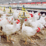 Poultry Imports