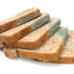 moldy bread