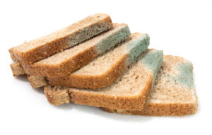 moldy bread