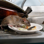 hantavirus