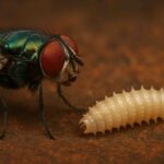 A fly and larvae