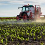 Tractor spraying young corn with pesticides