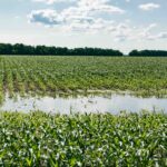 Crop field with flooded water