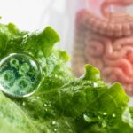 Cyclosporiasis and Leaf Lettuce