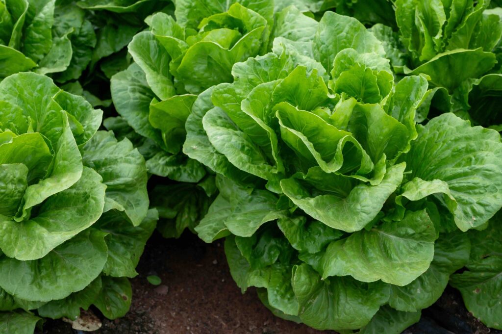 Romaine lettuce