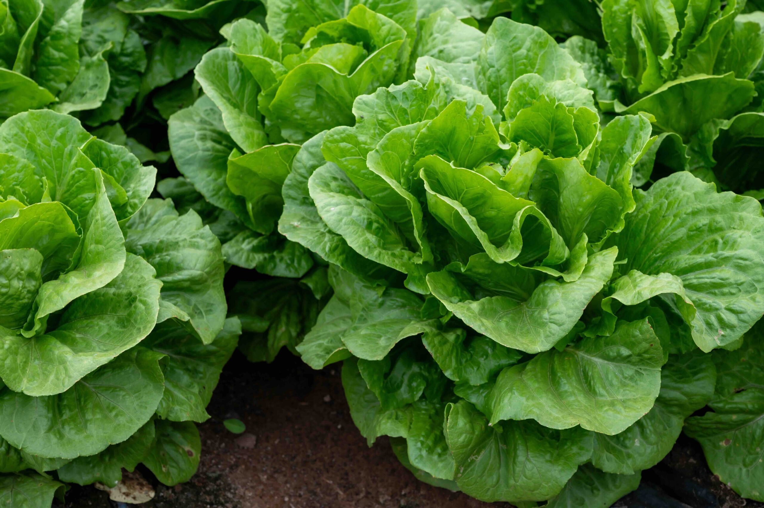 Romaine lettuce