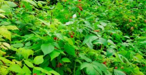 Raspberry bush